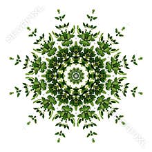 Abstract green background flora mandala pattern, wild climbing v