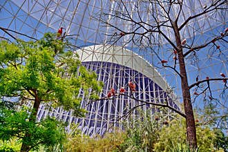 Red Bird in Valencia Spain