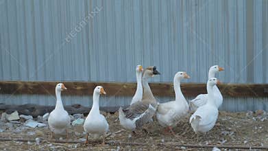White geese in the open-air cage walk.