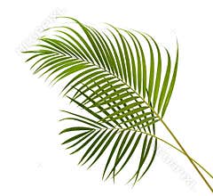 Yellow palm leaves Dypsis lutescens or Golden cane palm, Areca palm leaves, Tropical foliage isolated on white background