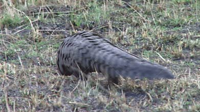 Pangolin in Kenya