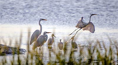 Shorebird Egrets and Herons, Great Egret, Snowy Egret, Hilton Head Island