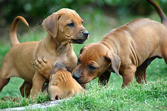 Puppies