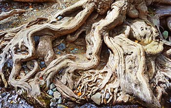 Roots of a Big Old Tree