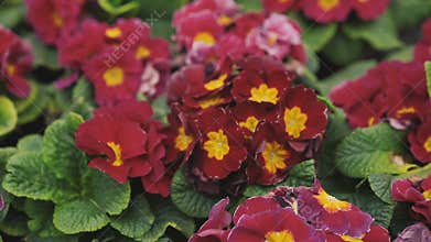Close-up view of flower greenhouse 4K