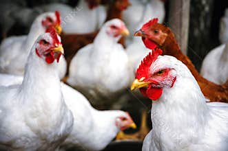 Chickens in Poland