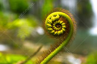 Nature details of fern and Fibonacci series