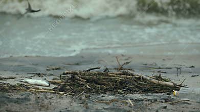 Dead fish on seashore, negative impact of water pollution and waste resources