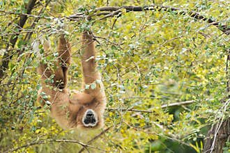 White handed gibbon hanging on tree