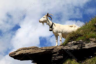 White goat on the rocks in the Swiss mountains