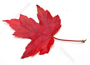 Red Maple Leaf