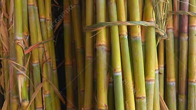 Sugar cane juice. Bunch of sugar cane stalks
