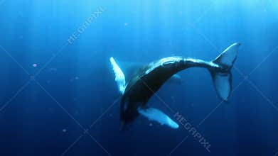 Young humpback whale calf with mother underwater in blue ocean of Roca Partida.
