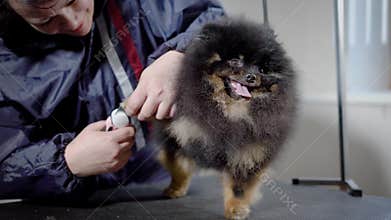 Female grooming cutting nails to cute little spitz indoor.
