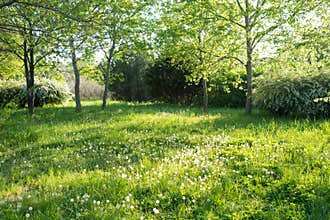 Trees and grass in backyard
