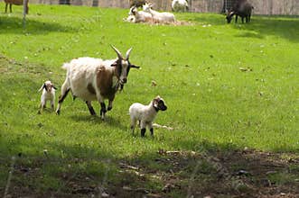 Mother Goat and her Kids