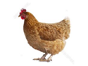 Brown Barnevelder chicken hen, isolated on white background