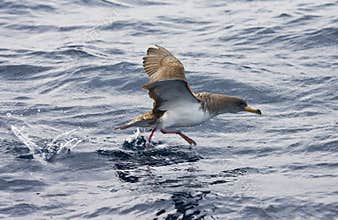 Kuhls pijlstormvogel, Cory's Shearwater, Calonectris diomedea
