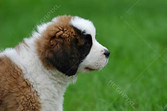 St.Bernard's dog puppy
