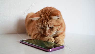 Cat plays on phone with computer game mouse