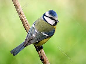 Blue tit