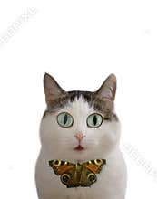 Funny cat photo with butterfly tie blue eyes and copy space