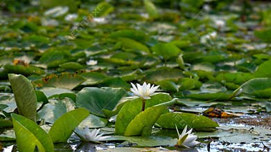 Blooming water lily on Danube delta