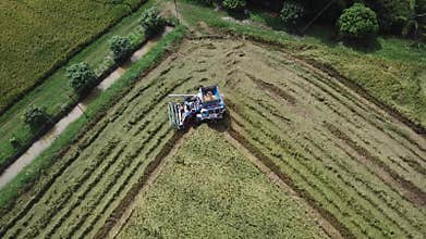 Footage in Rice farm on harvesting season by farmer with combine harvesters