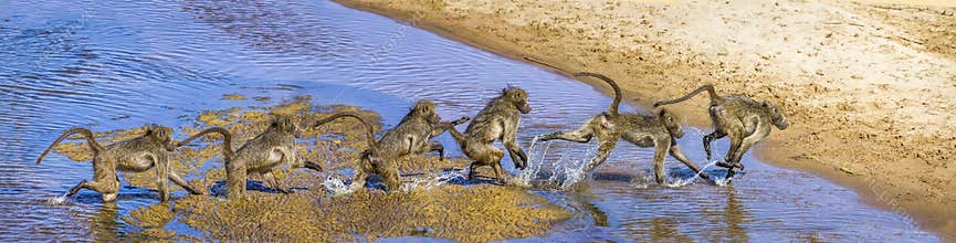 Chacma baboon in Kruger National park, South Africa