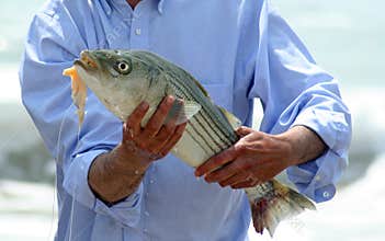 Fish.