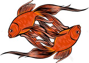 Red Drum, Redfish. Vector illustration with refined details