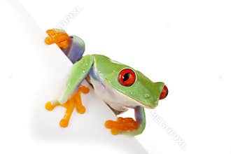 White Board Frog