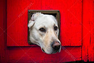 Dog with head through cat flap against red wooden door