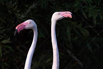 two portraits of flamingos