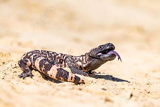Lizard Gila Monster Heloderma suspectum north america