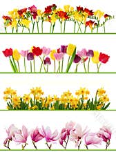 Spring flower borders