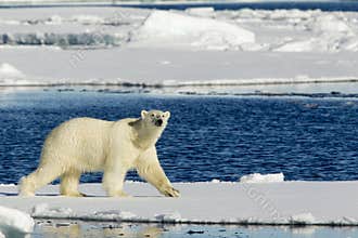 Polar Bear observing