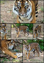 Siberian Tiger Collage Set