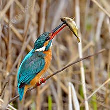 Kingfisher (alcedo atthis)