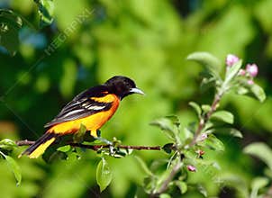 Baltimore Oriole bird