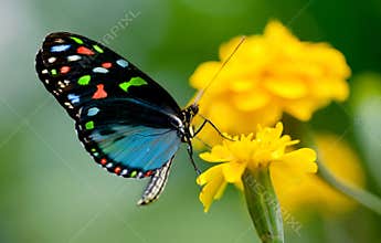 Colorful butterfly