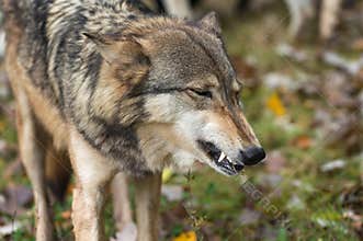 Grey Wolf Canis lupus Bares Canine Tooth Autumn