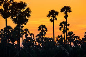 Silhoette sugar palm tree  at sunset with twilight sky
