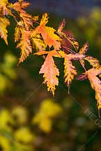 Fall Leaves