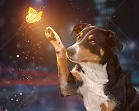 Dog on a night with a Butterfly