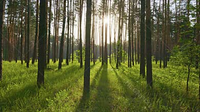 Gimbal shot of morning spring forest with lush