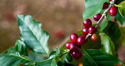 Ripe Red coffee bean berry plant fresh seed coffee tree growth in green eco organic farm. Close up red ripe seed robusta arabica