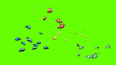 Group of Aquarium Fishes Swimming on Green Screen Background 4K Stock Footage