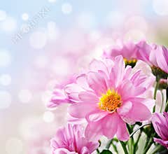 Pink flowers