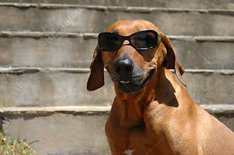 Smiling dog